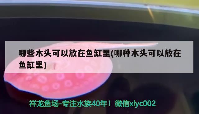 哪些木頭可以放在魚缸里(哪種木頭可以放在魚缸里) 祥禾Super Red紅龍魚