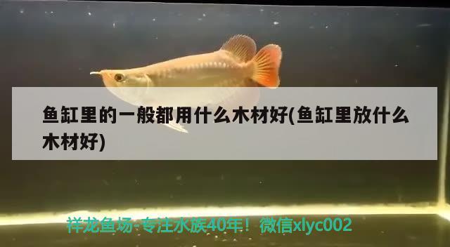 魚缸里的一般都用什么木材好(魚缸里放什么木材好)