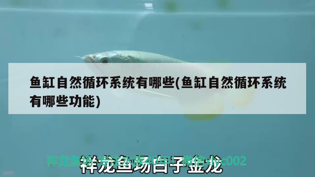 魚(yú)缸自然循環(huán)系統(tǒng)有哪些(魚(yú)缸自然循環(huán)系統(tǒng)有哪些功能)