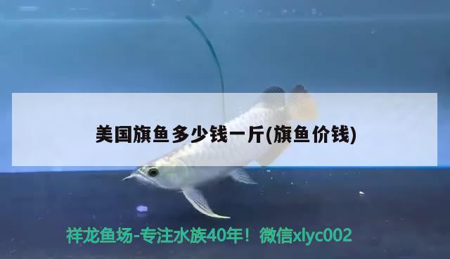 美國旗魚多少錢一斤(旗魚價錢)