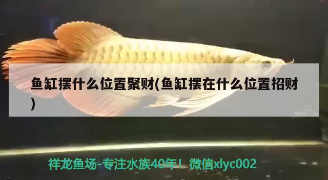 魚缸擺什么位置聚財(cái)(魚缸擺在什么位置招財(cái)) 大嘴鯨魚