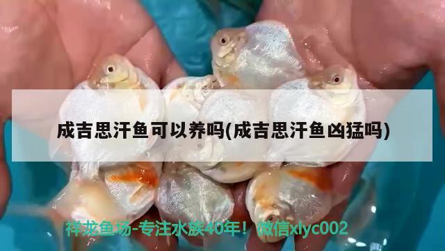 成吉思汗魚可以養(yǎng)嗎(成吉思汗魚兇猛嗎) 觀賞魚