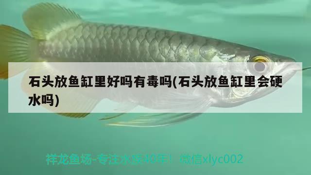 石頭放魚缸里好嗎有毒嗎(石頭放魚缸里會(huì)硬水嗎)