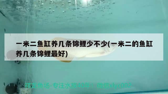 一米二魚缸養(yǎng)幾條錦鯉少不少(一米二的魚缸養(yǎng)幾條錦鯉最好) 白寫錦鯉魚