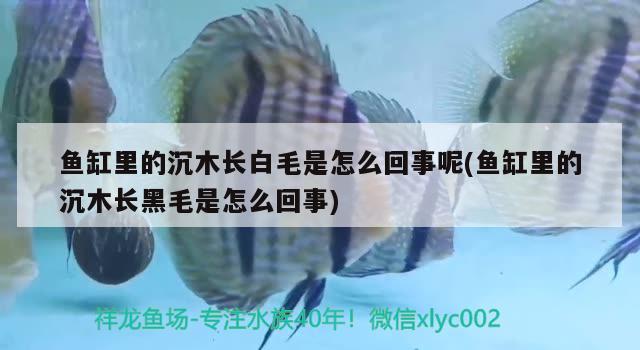 魚缸里的沉木長白毛是怎么回事呢(魚缸里的沉木長黑毛是怎么回事)