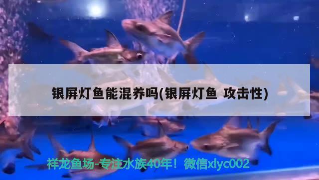 銀屏燈魚能混養(yǎng)嗎(銀屏燈魚攻擊性) 觀賞魚