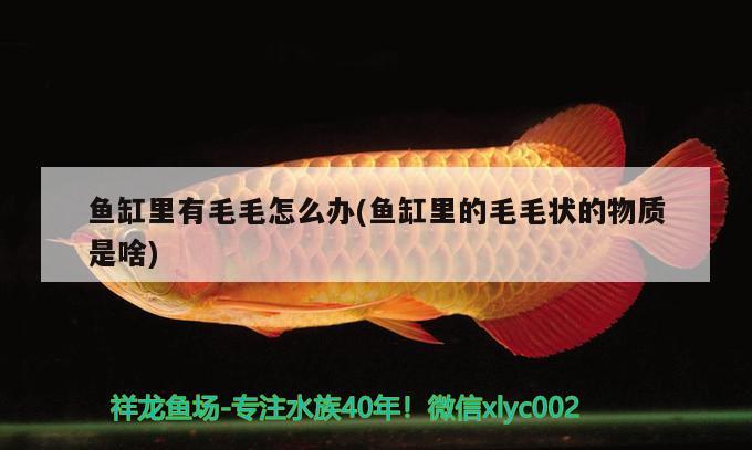 魚缸里有毛毛怎么辦(魚缸里的毛毛狀的物質是啥) 祥龍傳奇品牌魚缸