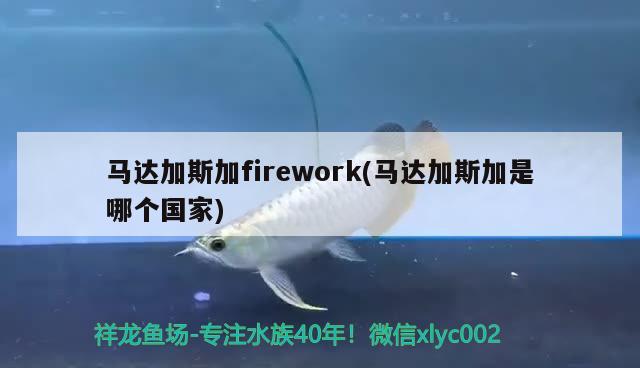 馬達加斯加firework(馬達加斯加是哪個國家) 觀賞魚