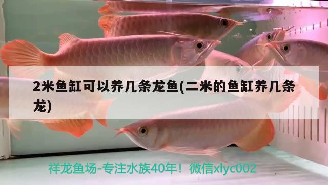 2米魚缸可以養(yǎng)幾條龍魚(二米的魚缸養(yǎng)幾條龍)