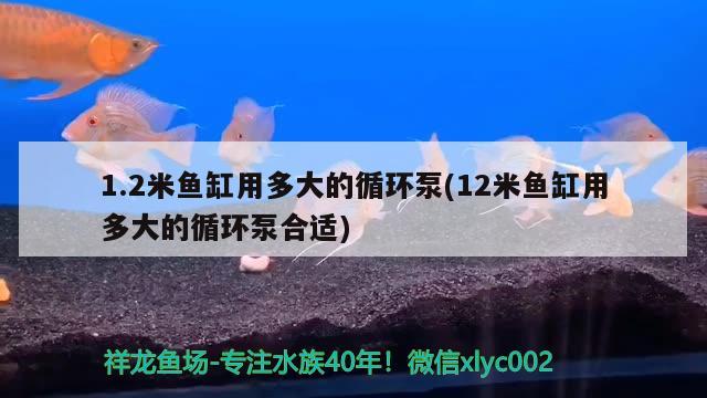 1.2米魚缸用多大的循環(huán)泵(12米魚缸用多大的循環(huán)泵合適) 月光鴨嘴魚