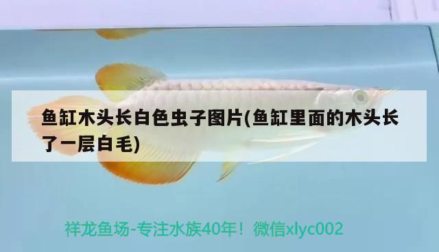 魚缸木頭長白色蟲子圖片(魚缸里面的木頭長了一層白毛)