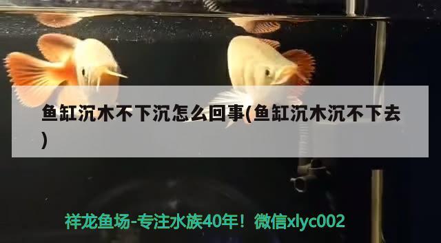 魚缸沉木不下沉怎么回事(魚缸沉木沉不下去) 2024第28屆中國國際寵物水族展覽會(huì)CIPS（長城寵物展2024 CIPS）