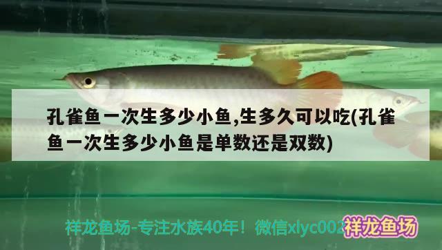 孔雀魚(yú)一次生多少小魚(yú),生多久可以吃(孔雀魚(yú)一次生多少小魚(yú)是單數(shù)還是雙數(shù)) 觀(guān)賞魚(yú)