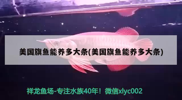 美國(guó)旗魚(yú)能養(yǎng)多大條(美國(guó)旗魚(yú)能養(yǎng)多大條)