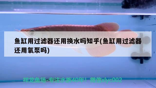 魚缸用過濾器還用換水嗎知乎(魚缸用過濾器還用氧泵嗎) 祥龍龍魚專用水族燈