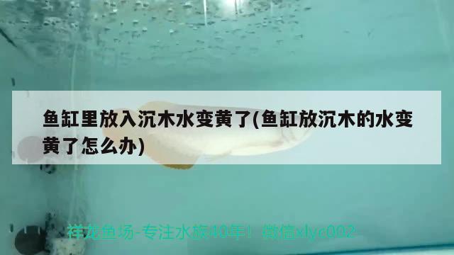 魚缸里放入沉木水變黃了(魚缸放沉木的水變黃了怎么辦)