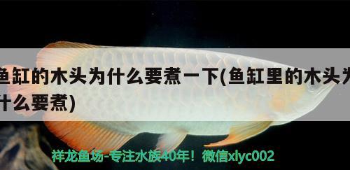 魚缸的木頭為什么要煮一下(魚缸里的木頭為什么要煮)