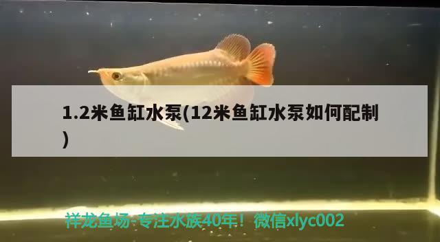 1.2米魚缸水泵(12米魚缸水泵如何配制)