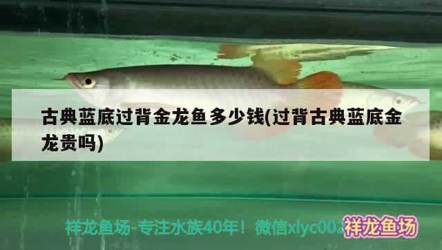 古典藍底過背金龍魚多少錢(過背古典藍底金龍貴嗎)