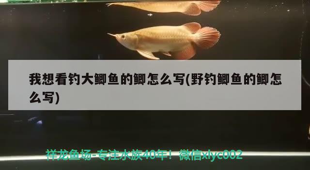 我想看釣大鯽魚的鯽怎么寫(野釣鯽魚的鯽怎么寫)