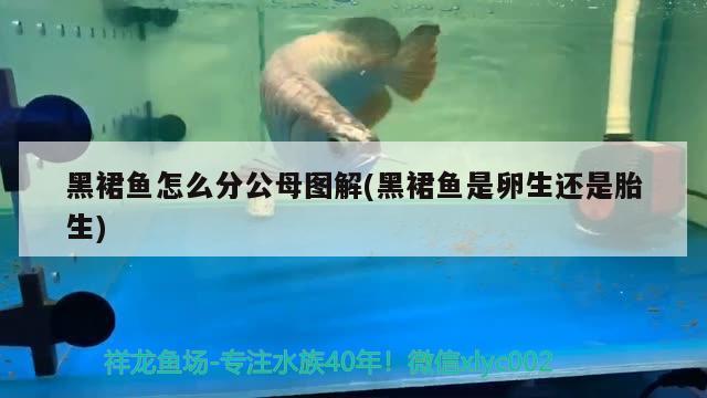 黑裙魚怎么分公母圖解(黑裙魚是卵生還是胎生) 觀賞魚