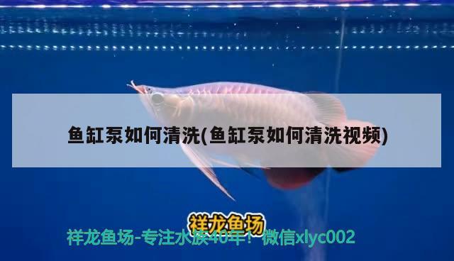 魚缸泵如何清洗(魚缸泵如何清洗視頻) 女王大帆魚