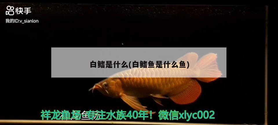 白鰭是什么(白鰭魚是什么魚)