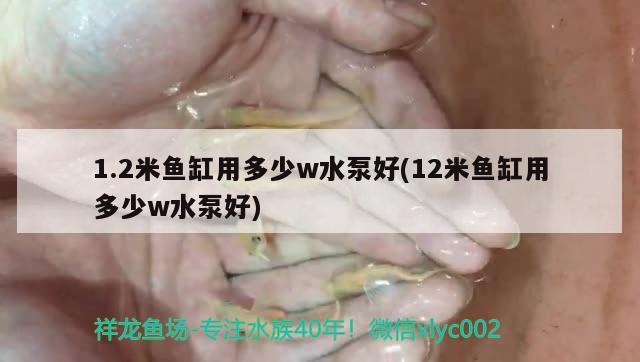 1.2米魚缸用多少w水泵好(12米魚缸用多少w水泵好) 黃吉金龍（白子金龍魚）