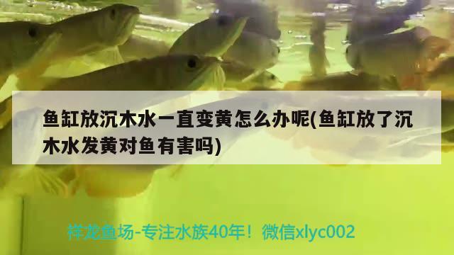 魚缸放沉木水一直變黃怎么辦呢(魚缸放了沉木水發(fā)黃對魚有害嗎)