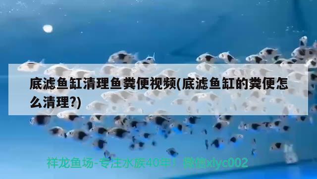 底濾魚缸清理魚糞便視頻(底濾魚缸的糞便怎么清理?)