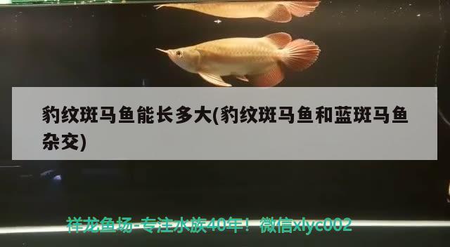 豹紋斑馬魚能長多大(豹紋斑馬魚和藍(lán)斑馬魚雜交)