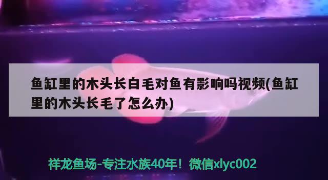 魚缸里的木頭長(zhǎng)白毛對(duì)魚有影響嗎視頻(魚缸里的木頭長(zhǎng)毛了怎么辦)