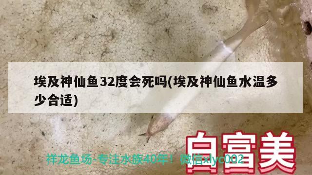 埃及神仙魚32度會死嗎(埃及神仙魚水溫多少合適)