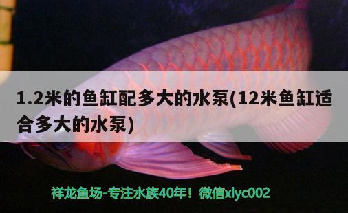 1.2米的魚缸配多大的水泵(12米魚缸適合多大的水泵) 黑桃A魚苗