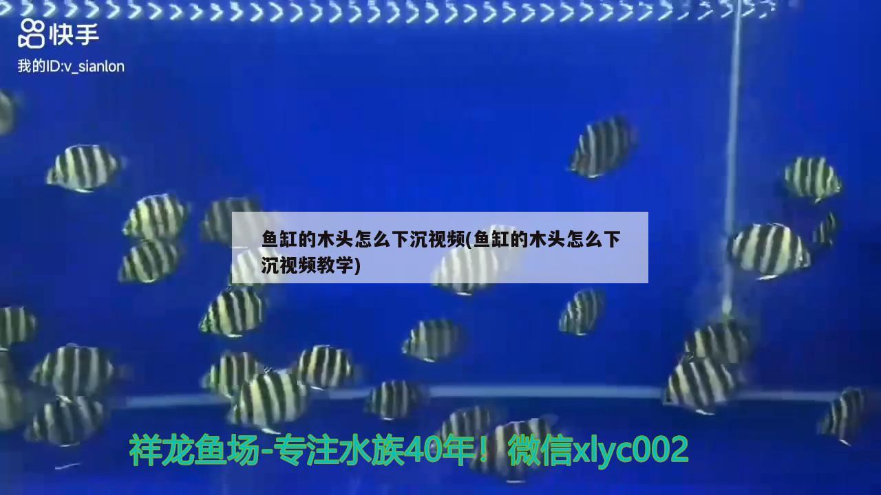 魚缸的木頭怎么下沉視頻(魚缸的木頭怎么下沉視頻教學(xué))