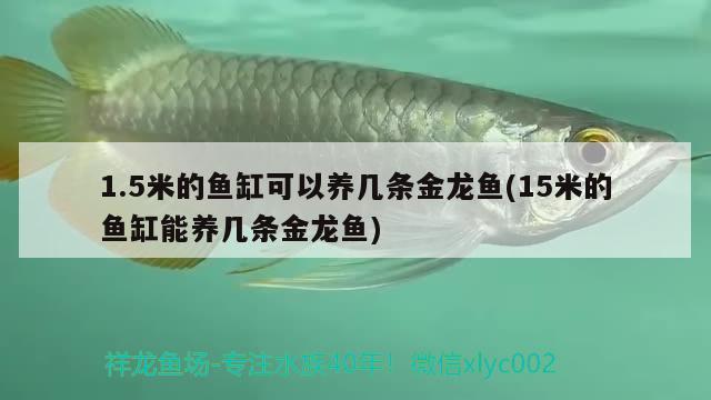 1.5米的魚缸可以養(yǎng)幾條金龍魚(15米的魚缸能養(yǎng)幾條金龍魚)