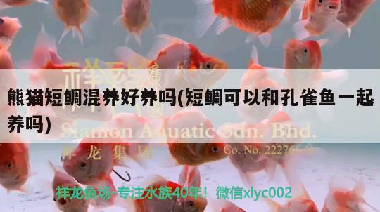 熊貓短鯛混養(yǎng)好養(yǎng)嗎(短鯛可以和孔雀魚一起養(yǎng)嗎) 觀賞魚