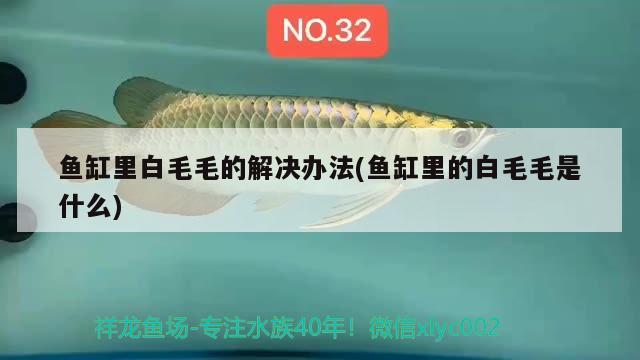 魚缸里白毛毛的解決辦法(魚缸里的白毛毛是什么) 三間鼠魚