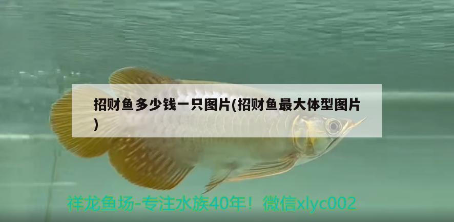 招財魚多少錢一只圖片(招財魚最大體型圖片)