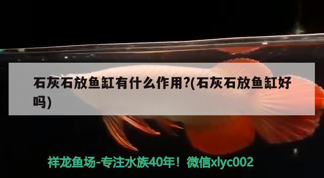 石灰石放魚缸有什么作用?(石灰石放魚缸好嗎) 朱巴利魚