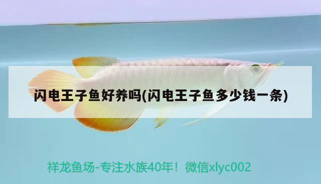 閃電王子魚好養(yǎng)嗎(閃電王子魚多少錢一條) 觀賞魚