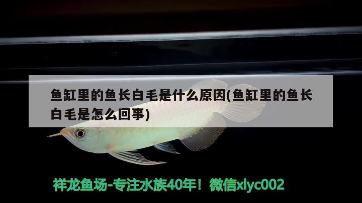 魚缸里的魚長白毛是什么原因(魚缸里的魚長白毛是怎么回事) 2025第29屆中國國際寵物水族展覽會CIPS（長城寵物展2025 CIPS）