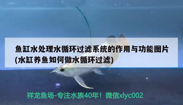 魚缸水處理水循環(huán)過濾系統(tǒng)的作用與功能圖片(水缸養(yǎng)魚如何做水循環(huán)過濾) 伊巴卡魚