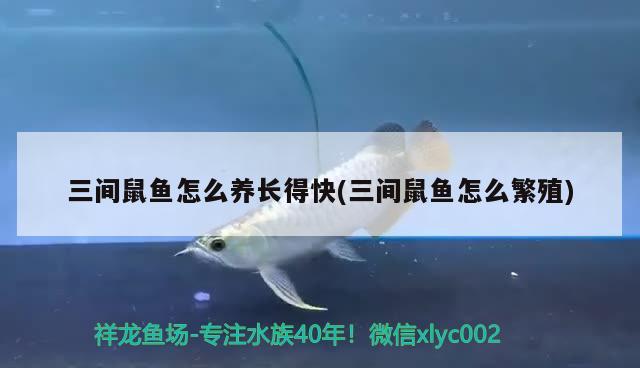 三間鼠魚(yú)怎么養(yǎng)長(zhǎng)得快(三間鼠魚(yú)怎么繁殖) 三間鼠魚(yú)