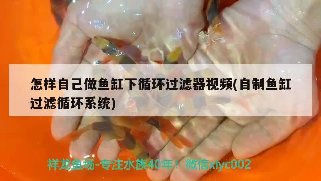 怎樣自己做魚缸下循環(huán)過濾器視頻(自制魚缸過濾循環(huán)系統(tǒng)) 杰西卡恐龍魚