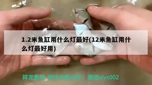 1.2米魚缸用什么燈最好(12米魚缸用什么燈最好用) 翡翠鳳凰魚