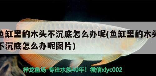 魚缸里的木頭不沉底怎么辦呢(魚缸里的木頭不沉底怎么辦呢圖片) 黃金達摩魚