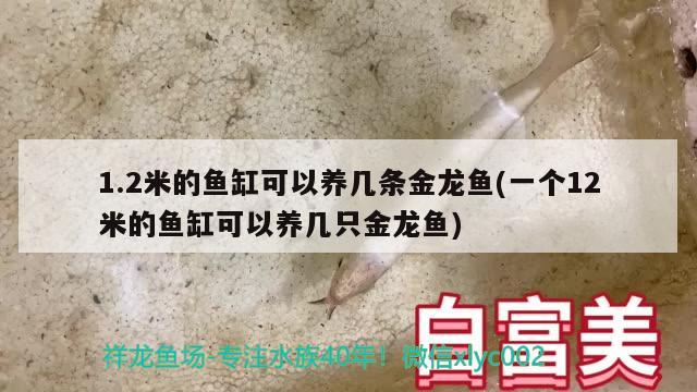 1.2米的魚缸可以養(yǎng)幾條金龍魚(一個12米的魚缸可以養(yǎng)幾只金龍魚)