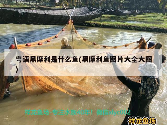 粵語(yǔ)黑摩利是什么魚(yú)(黑摩利魚(yú)圖片大全大圖) 觀賞魚(yú)