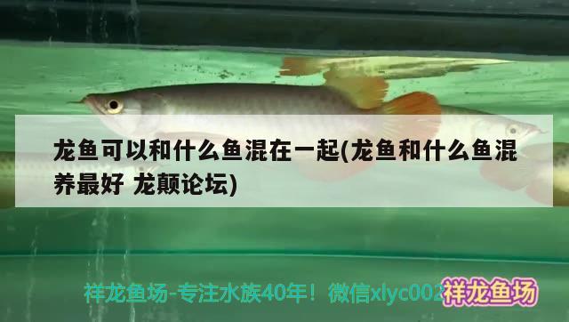 龍魚可以和什么魚混在一起(龍魚和什么魚混養(yǎng)最好龍顛論壇)